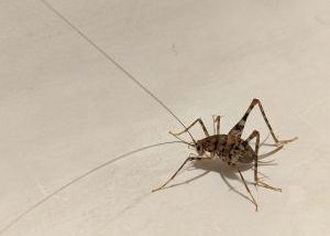 Everything You Need to Know About Camel Crickets