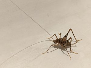 Everything You Need to Know About Camel Crickets