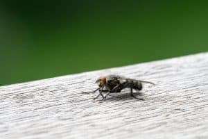 A Guide to Identifying and Preventing Various Fly Species